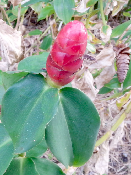 Pine Cone Ginger