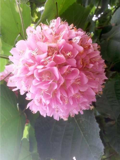 Pink Ball Tree Flower