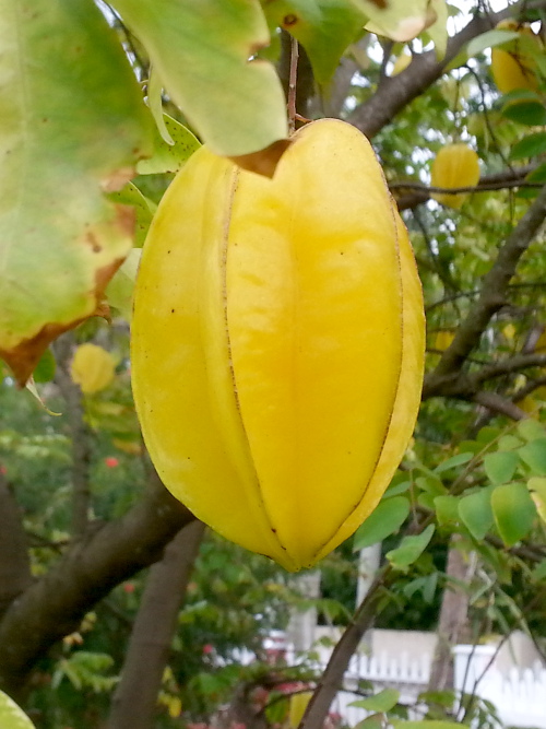 Star Fruit