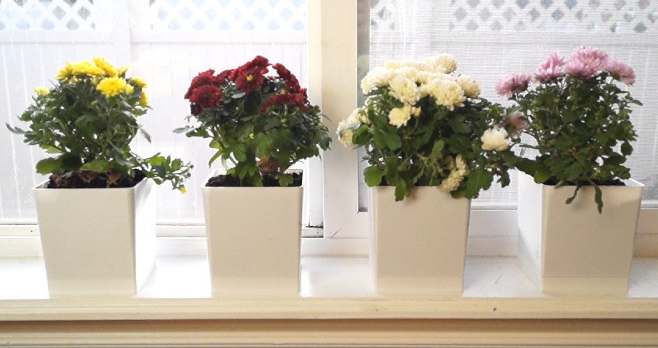 The Ultimate Window Sill Flower Planter